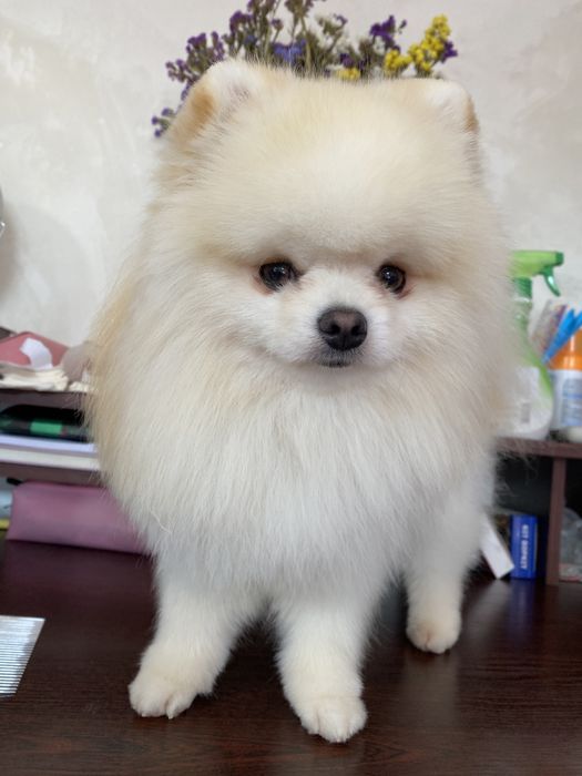 ВЯЗКА шпиц мини (не продажа)