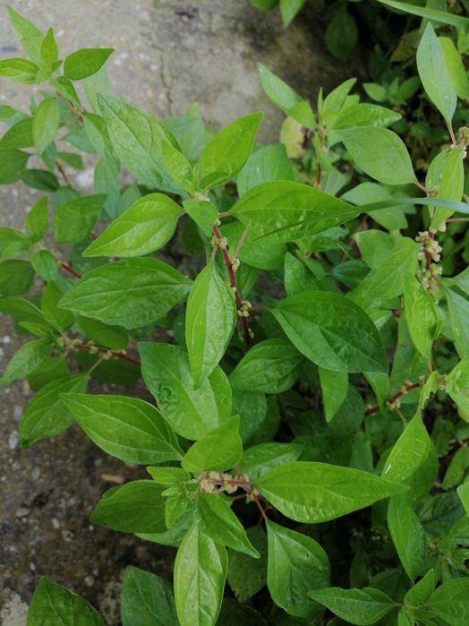 Vendo parietaria/alfavaca seca ou fresca a granel - boa para detox