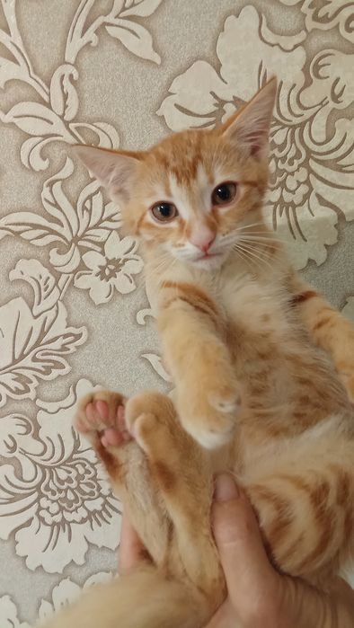Котики безкоштовно