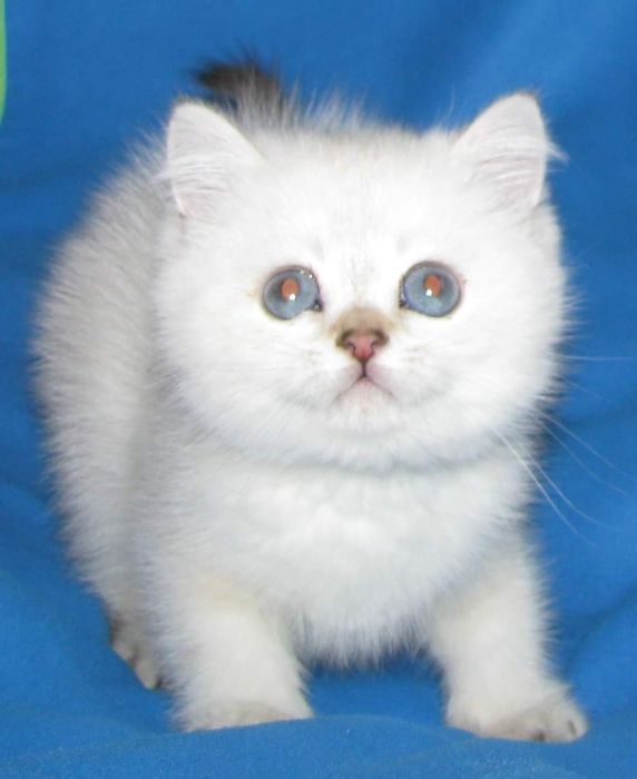 Опытный кот серебристой британской шиншиллы  приглашает