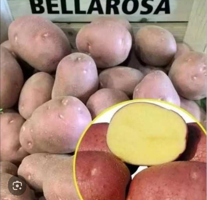 Картопля белароса