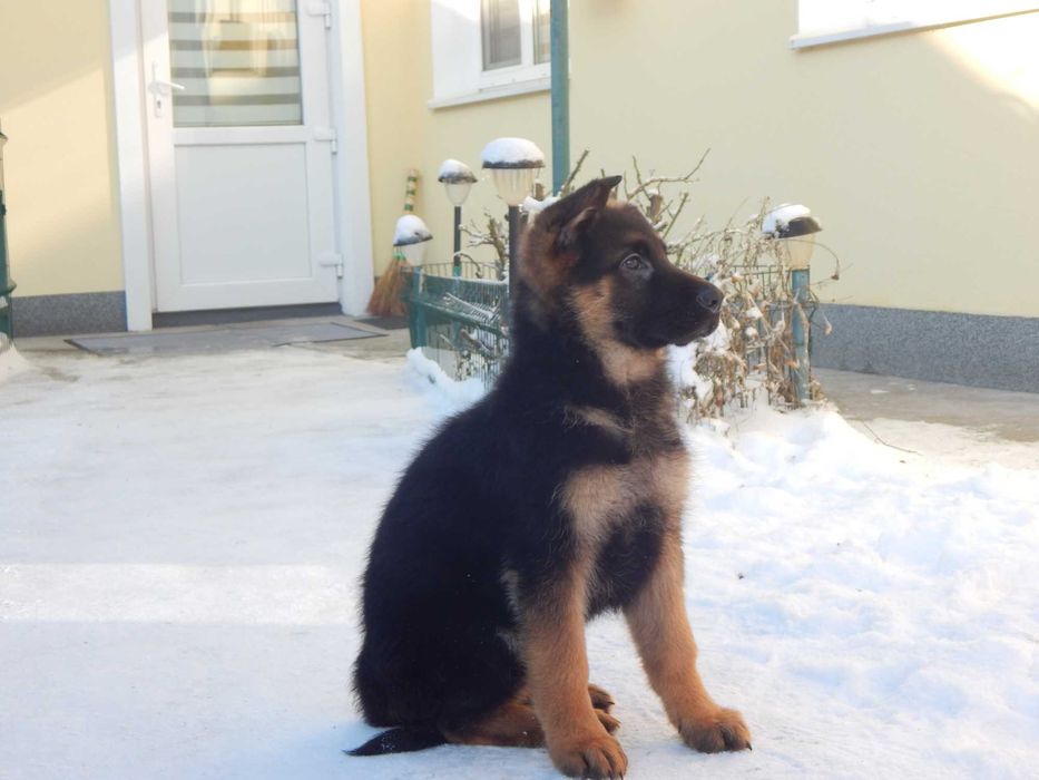 німецька вівчарка