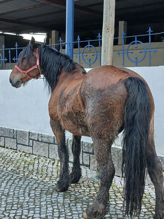 vendo cavalo parcheron