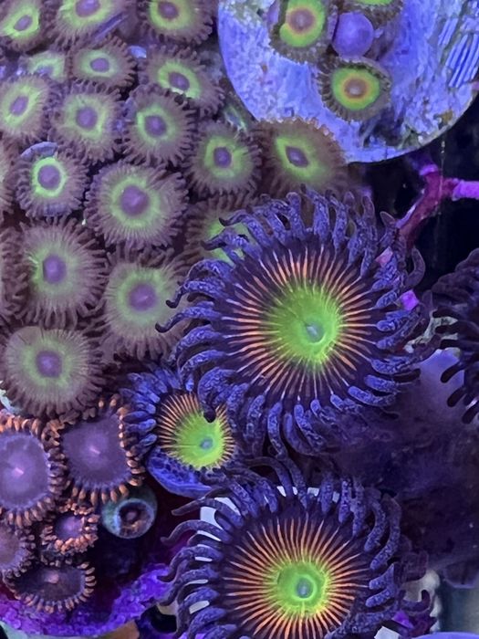 Corais - água salgada