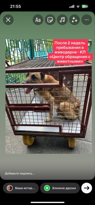 Пес ищет ответственную семью!