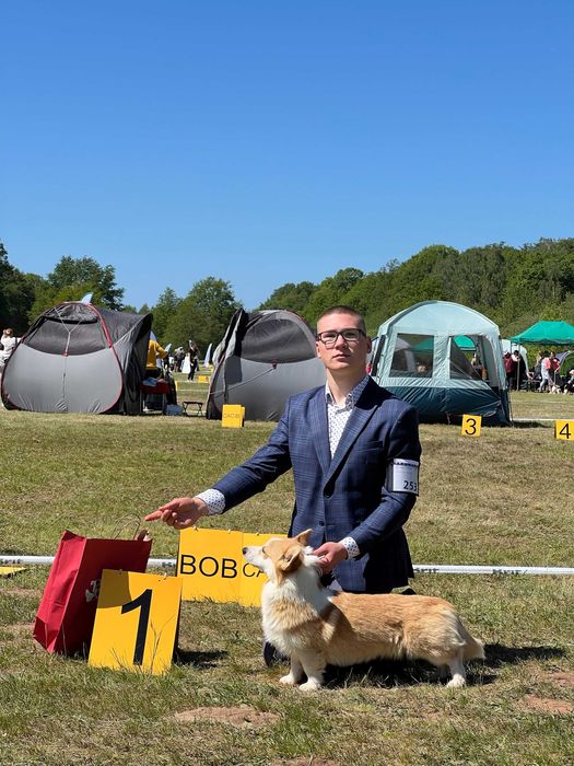 Welsh Corgi Pembroke   piękne po Championie