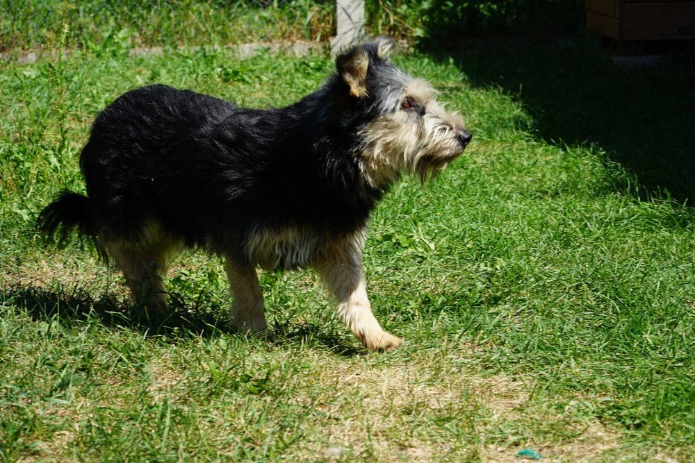 Sand - szorstkowłosy piesek szuka domu