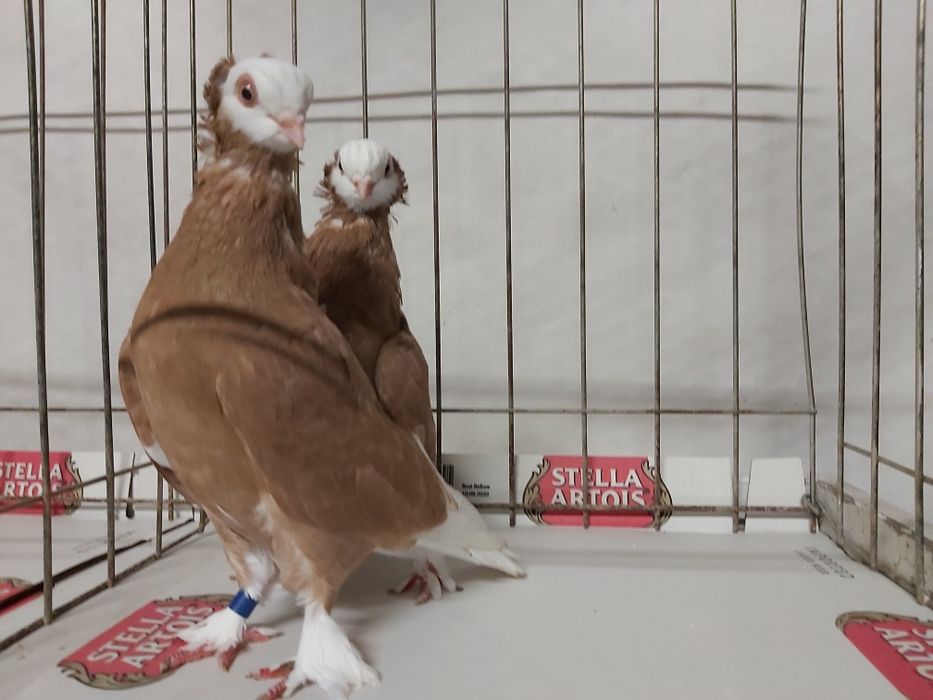 Gołębie Białogłówki Żółte