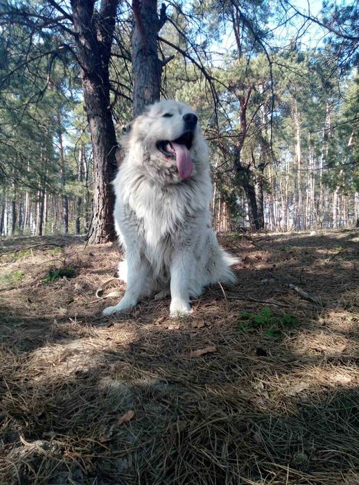 Кавказька вівчарка на в'язку