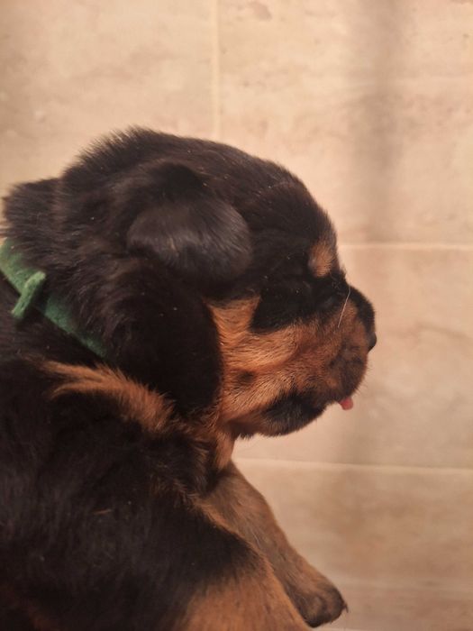 Rottweiler szczeniak