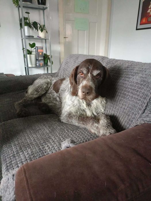 Oluś wyżeł szostkowłosy do adopcji