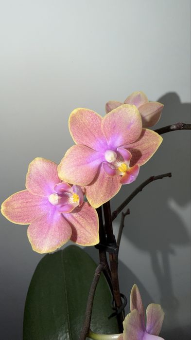 Орхідея фаленопсис Парфумерна фабрика
