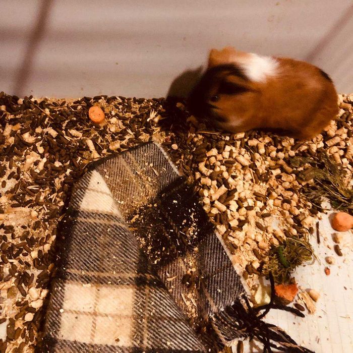 Морские свинки малыши с доставкой