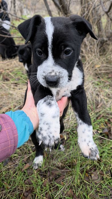 Метиси стаффа Віддам у добрі родини