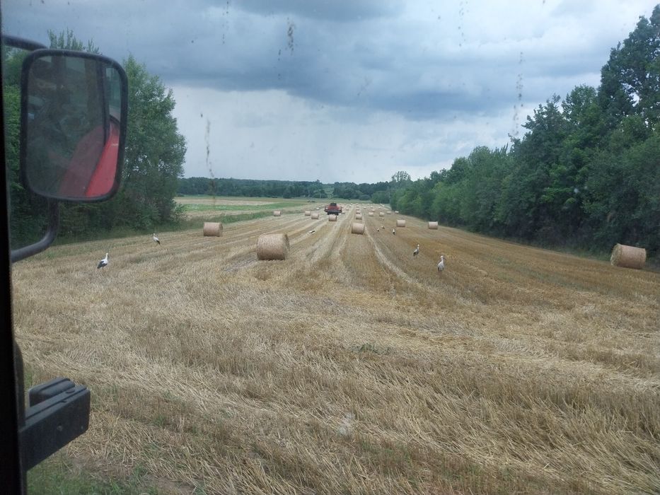 Słoma owsiana i pszenna