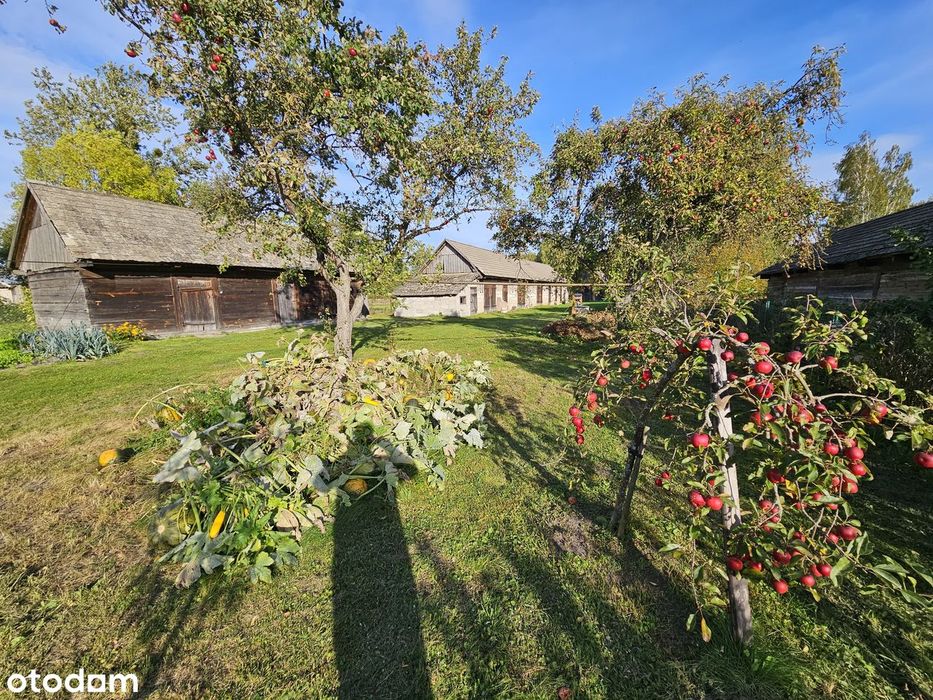 Stary Drewniany Dom Z 1 939 R. 7 791 M² Własny Las Brzozowy Osówka