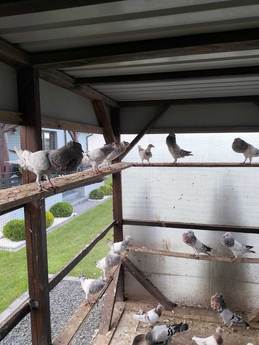 Sprzedam gołębie. W dobrych cenach .