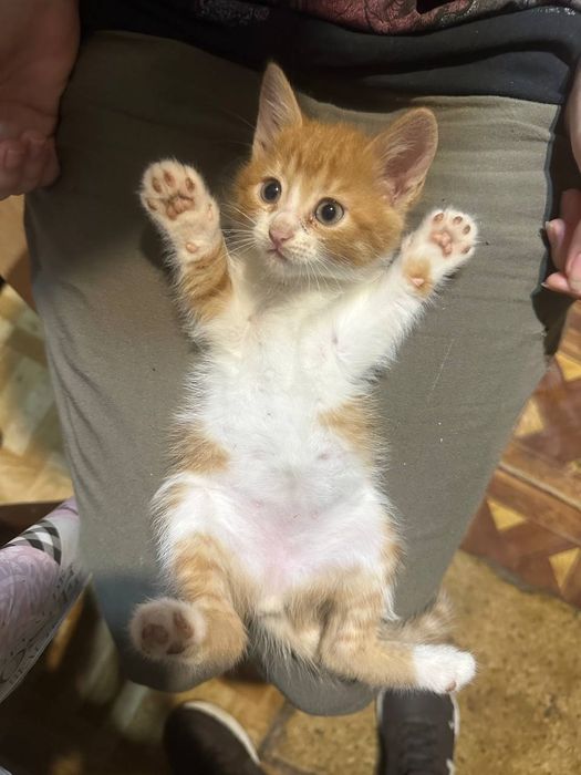 Отдам даром котенка