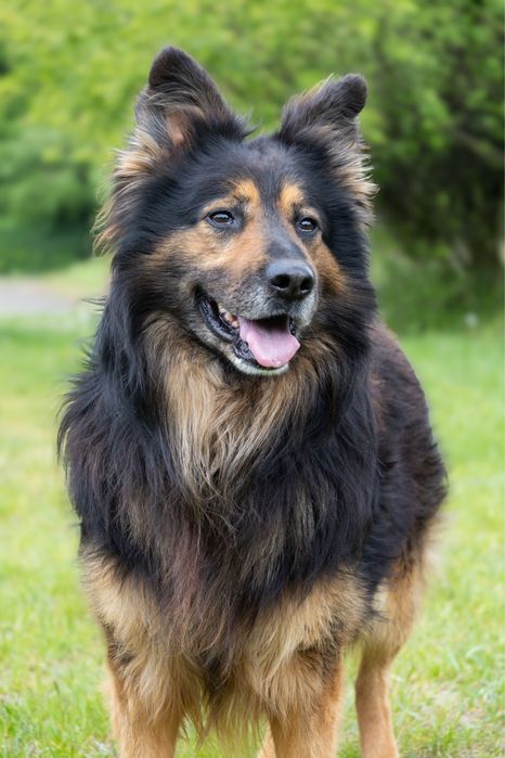 Piorun 20kg Owczarek Niemiecki Wielkopolska