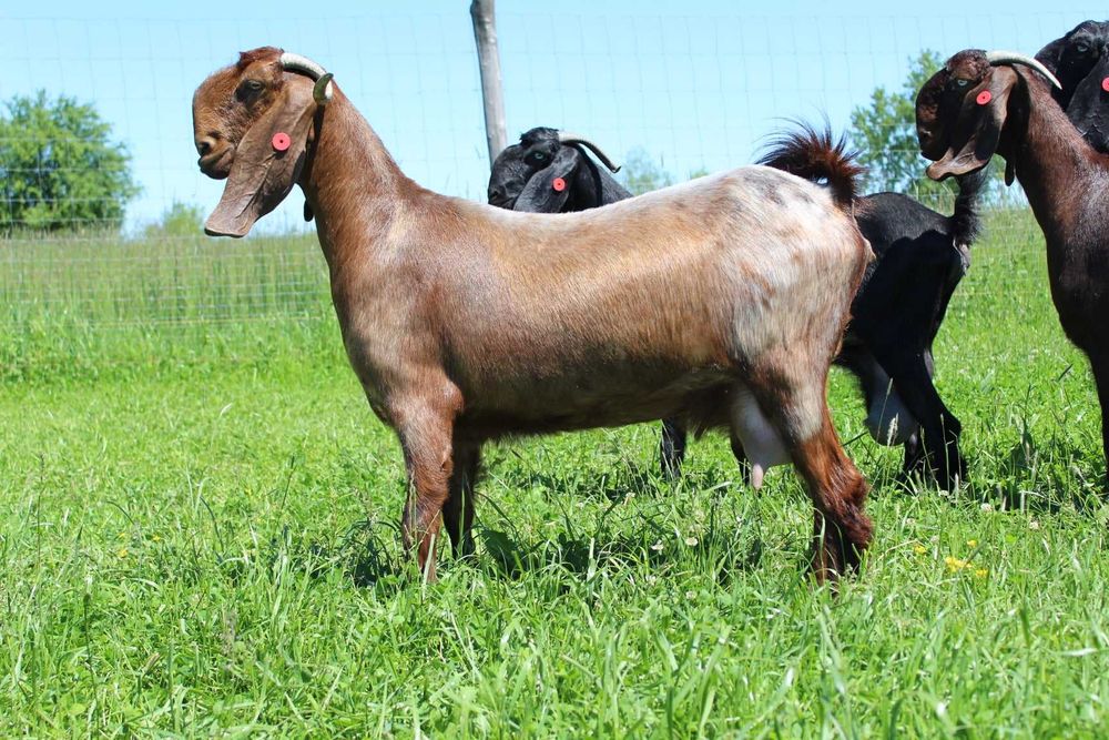 Кози козенята Шамі