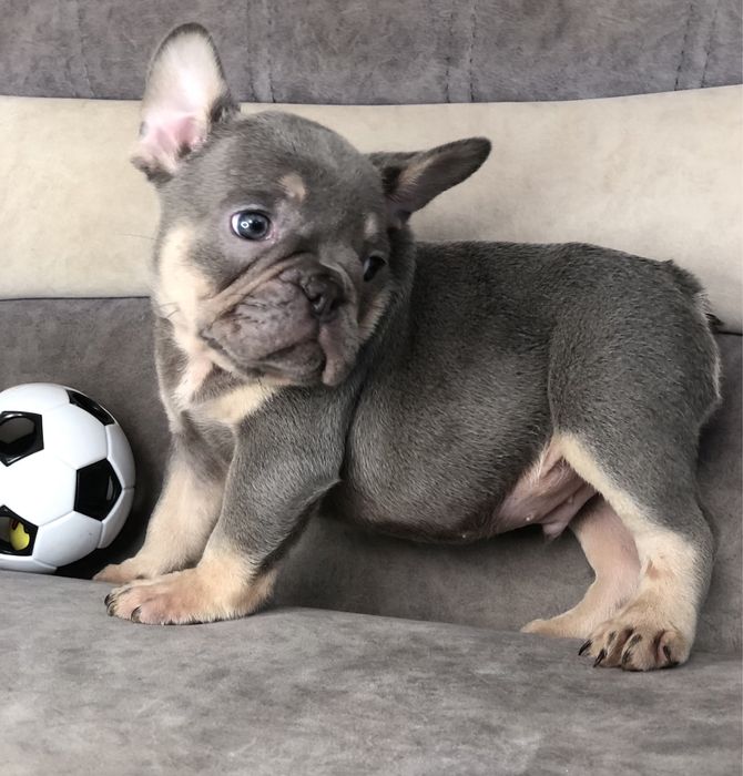 Элитные французские бульдоги