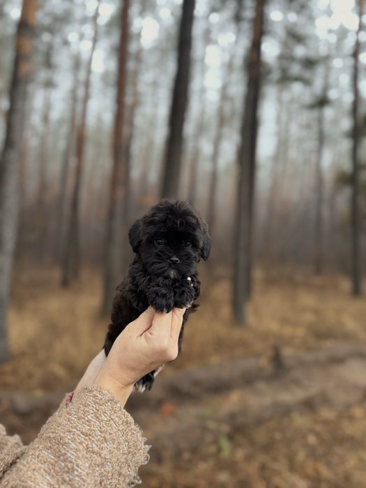 Мальтіпу той пудель мальтипу