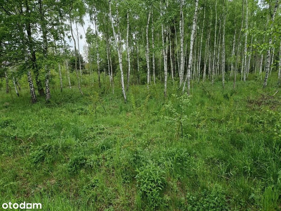 Sprzedam dużą działke budowlana w gm Mykanów