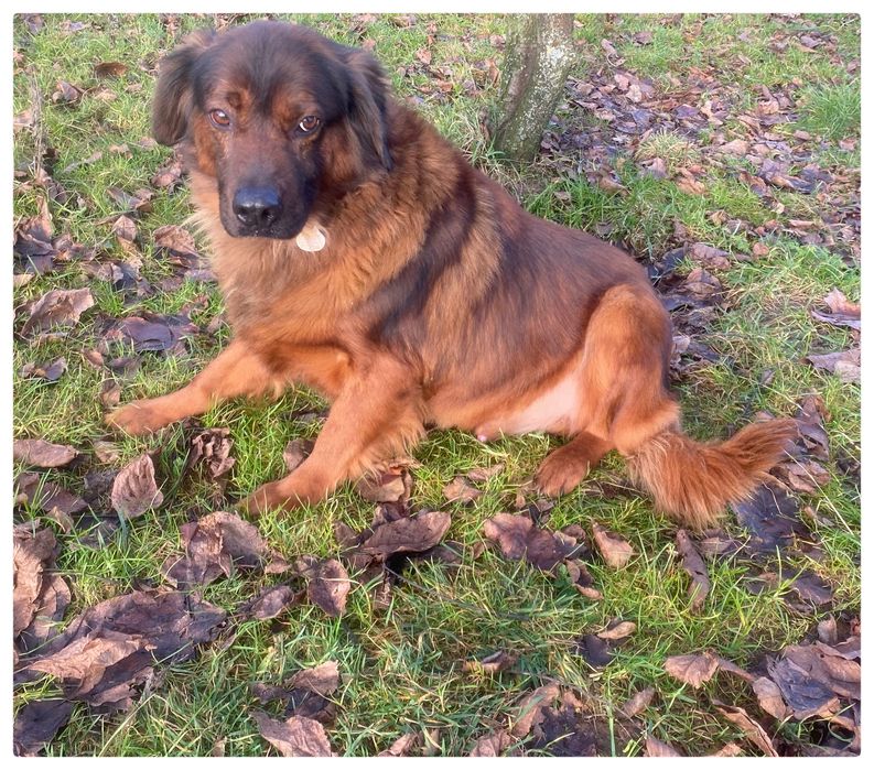 Cukier pies w typie Posokowca Bawrskiego