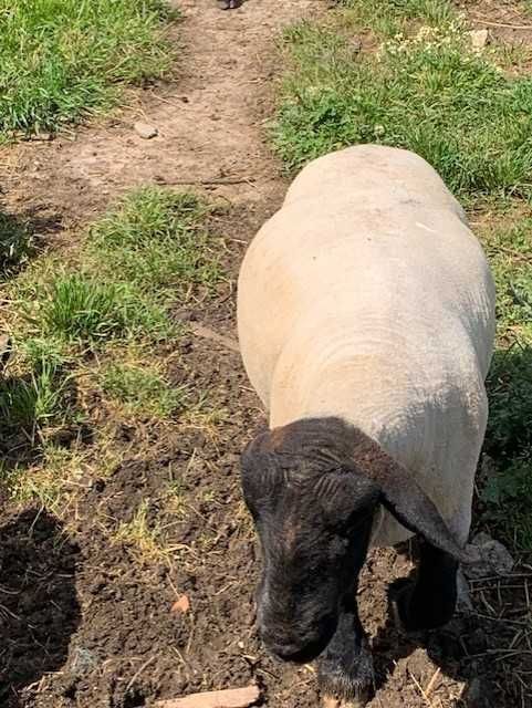 Ovelhas Suffolk machos