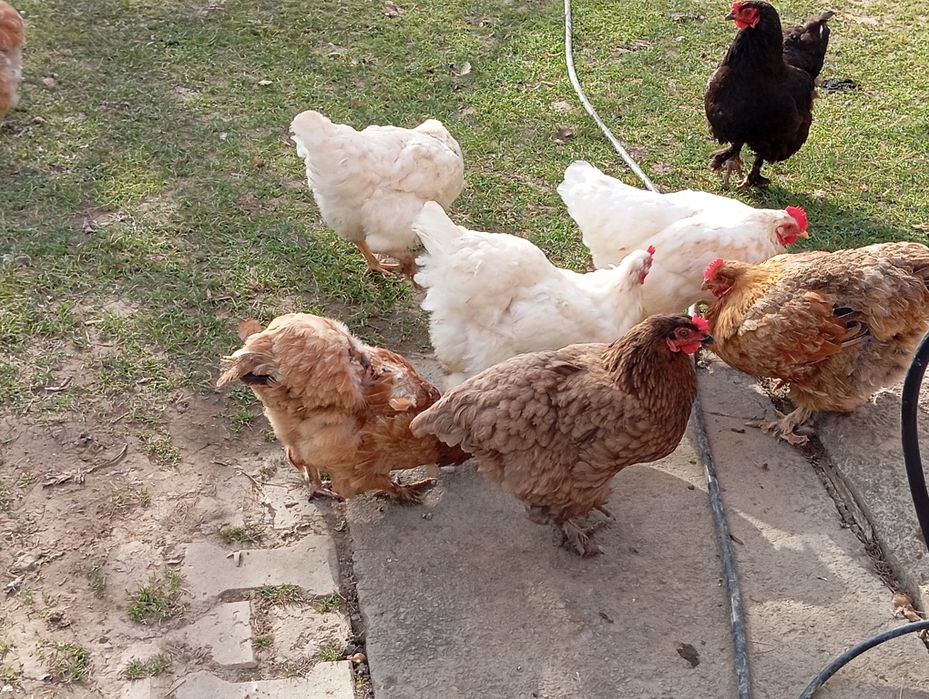 Кури домашні молоді