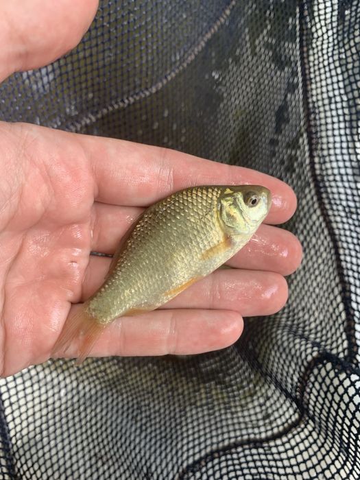 Ryby do stawu narybek karasia karaś karasie inne