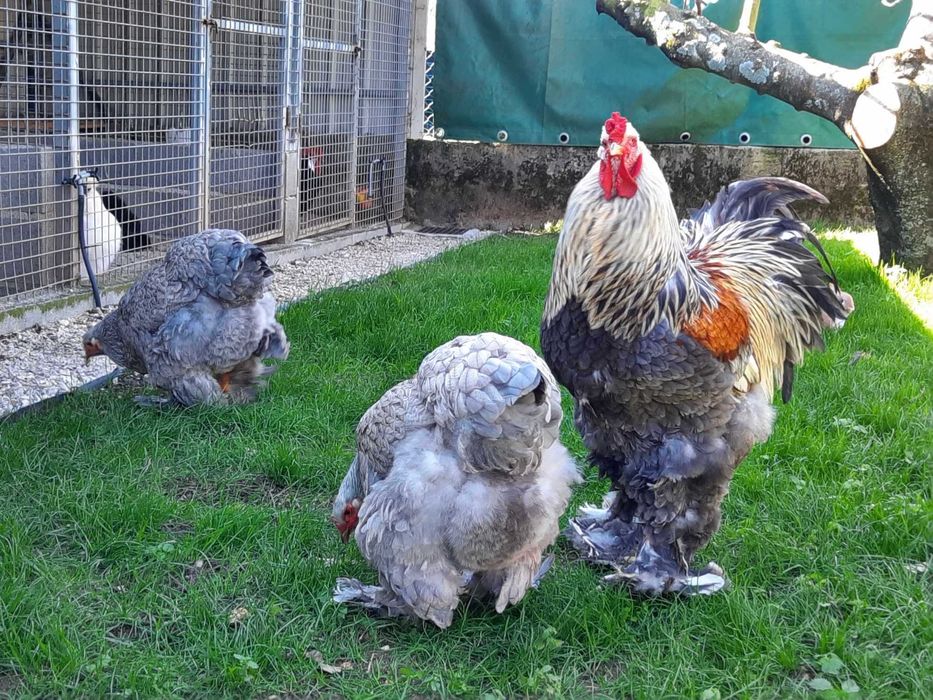 Brahmas: Isabella, Buff, Dark, Perdiz, Light e BSO