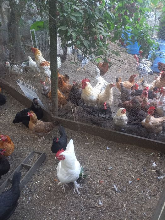 Galinhas e galos para mudar