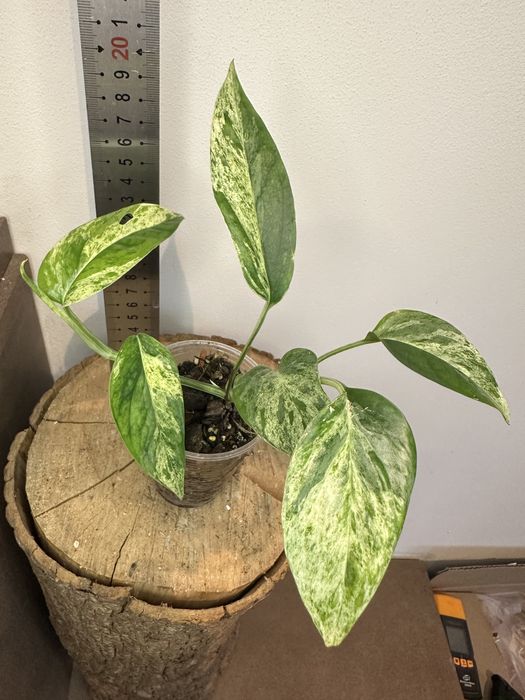 Епіпремнум Epipremnum White Marble