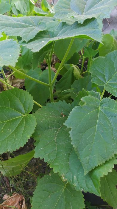 Павловнія войлочна