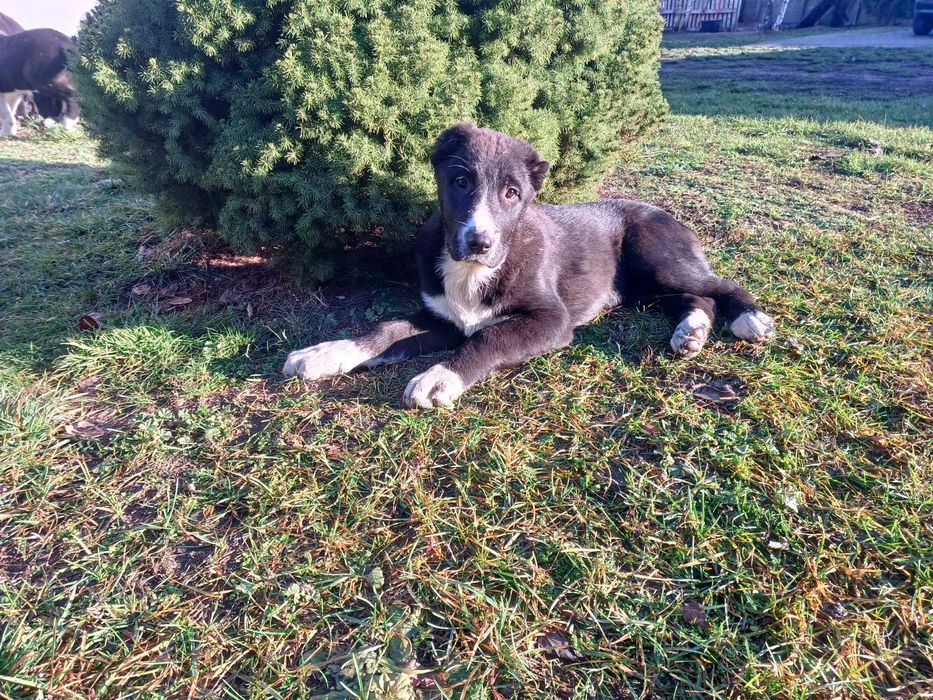 Owczarek Środkowoazjatycki.