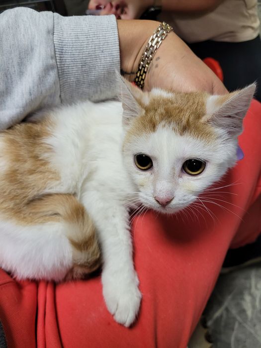 Tissaia - biało-ruda kotka do adopcji