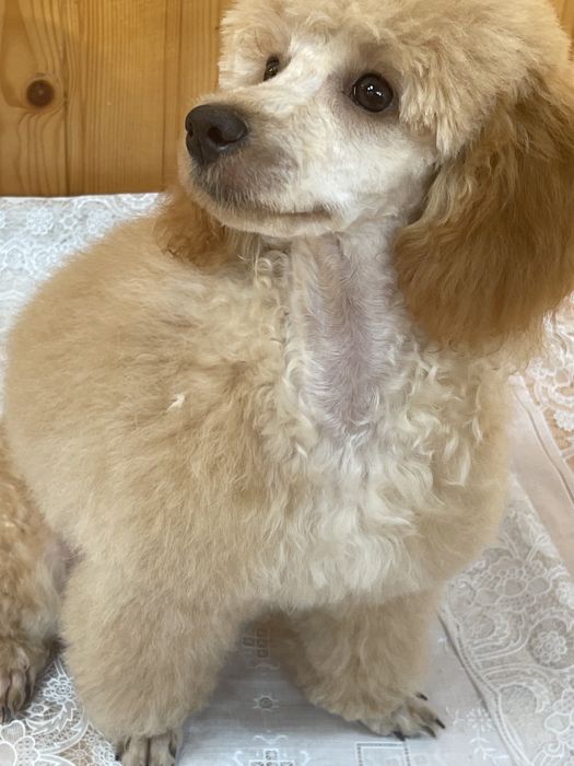 Той пудель хлопчик для в’язки документи КСУ , FCI