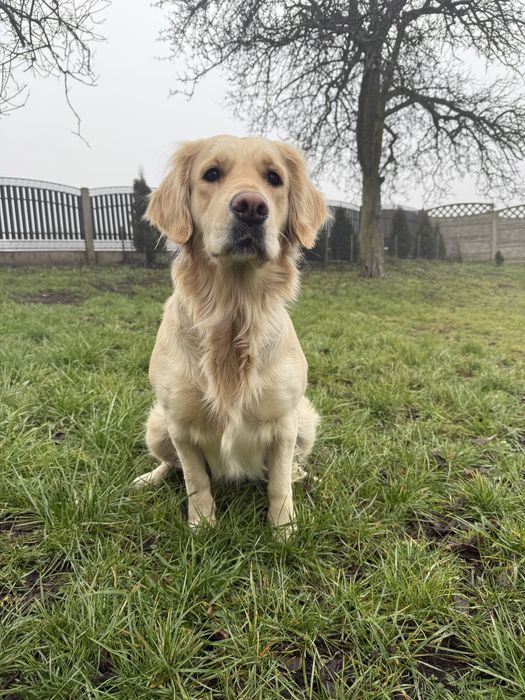 Opieka nad psem i kotem/ psi hotel