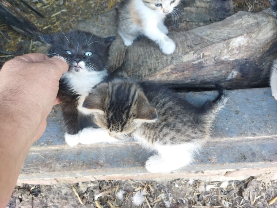 Отдам кошенят в хорошие руки