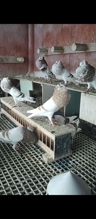 Garłacz górnośląski koroniasty