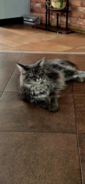 Maine Coon Nad Stawami