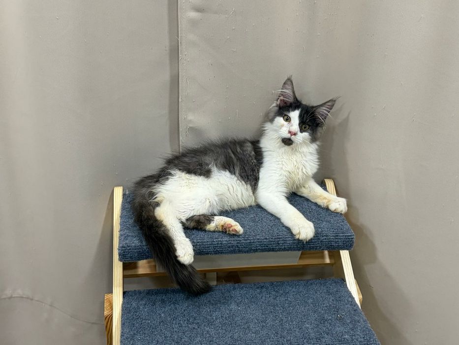 Macho  Maine Coon com pedigree