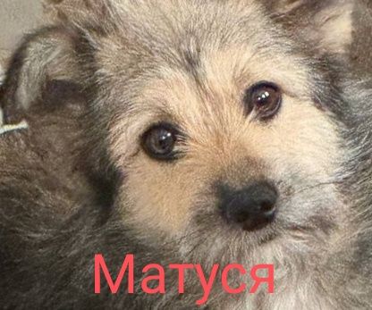 Віддамо безкоштовно у дбайливі ручки.