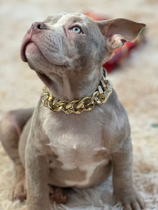 Американський буллі