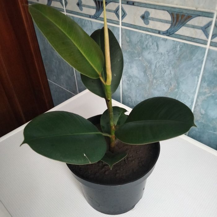 Продам фікус з великим листям