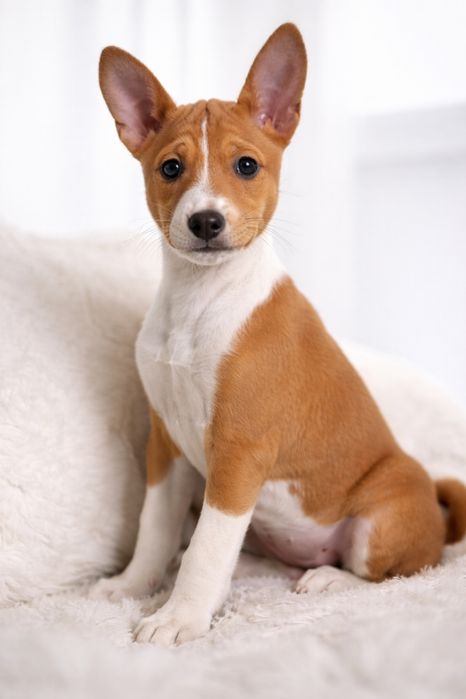 Эксклюзивные щенки Басенджи с документами