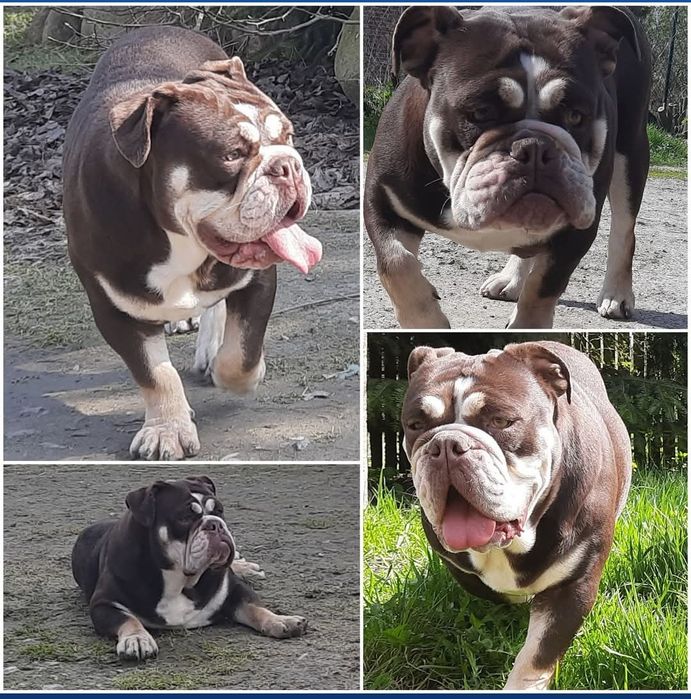 Suczka buldog angielski czekoladowa TRI merle