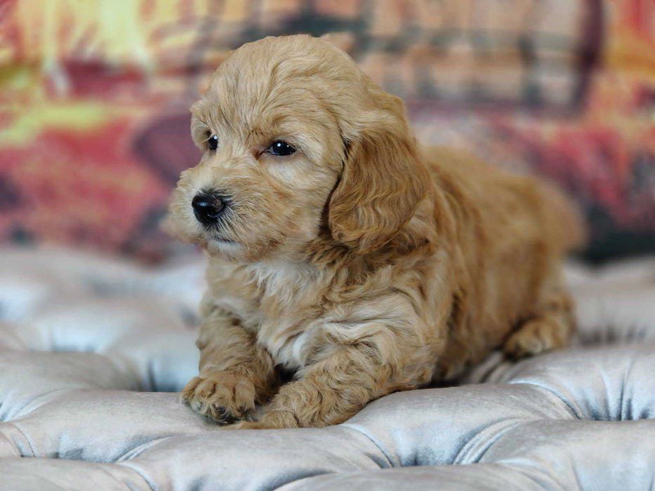 Maltipoo dziewczynka