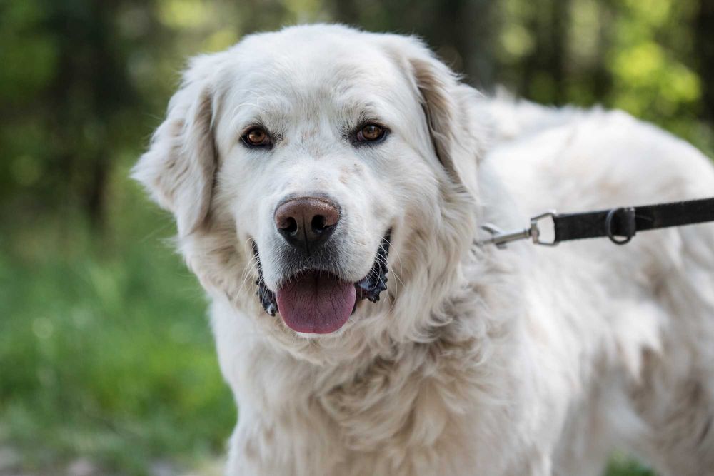 Piękny duży biały pies w typie owczarka podhalańskiego - Milgor